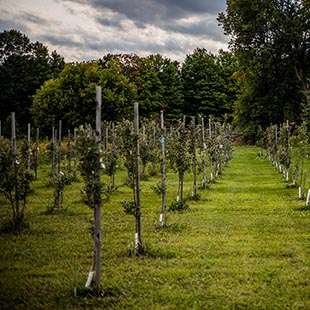 culinary farm picture of planted trees